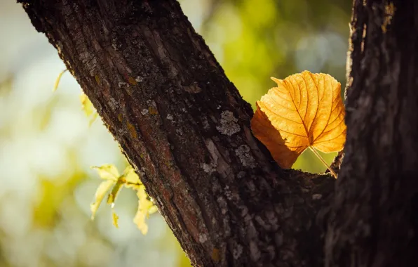 Leaves, macro, trees, yellow, background, tree, widescreen, Wallpaper