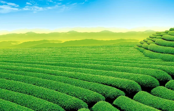 The sky, mountains, tea, plantation