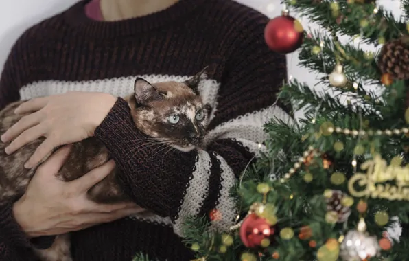 Cat, cat, Christmas, New year, the owner, Christmas tree