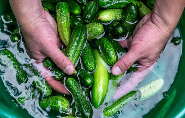 Shine, hands, green, cook, vegetables, fresh, cucumbers, Taz
