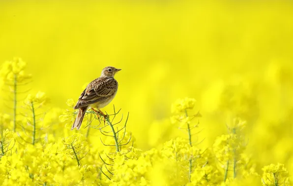 Summer, bird, rape
