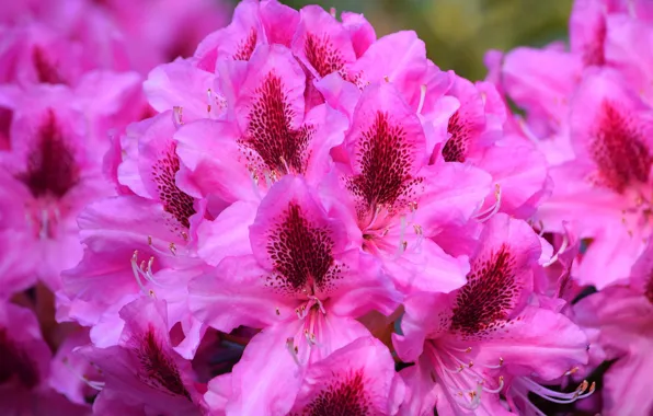 Macro, bright, pink, rhododendron, Azalea