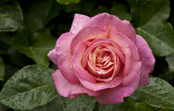 Leaves, drops, roses, buds