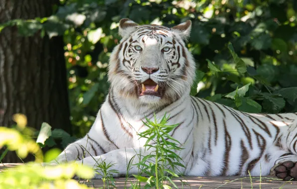 White, look, light, branches, tiger, pose, foliage, paws