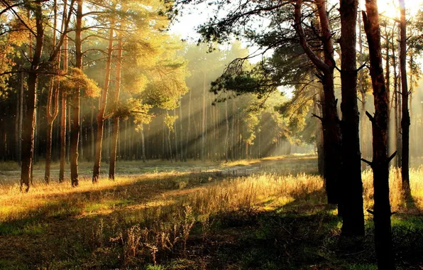 Picture light, trees, sun, glade