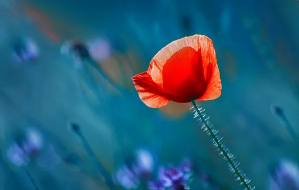 Flower, light, red, Mac, blur, blue background, bokeh