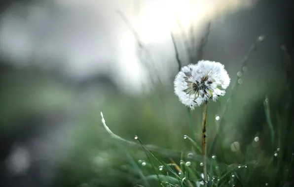 Greens, flower, summer, grass, drops, Rosa, dandelion, glade