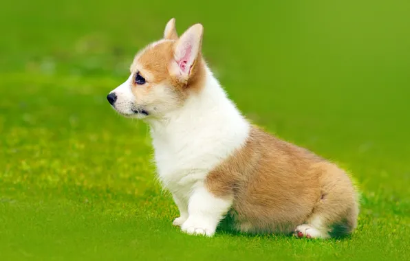 Puppy, Welsh Corgi, Pembroke