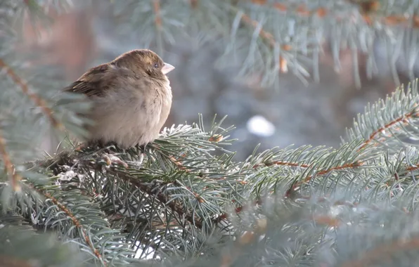 Picture Sparrow, Spruce, Tree, Blue