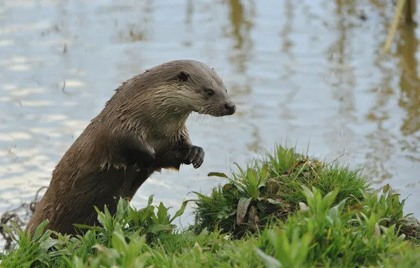 Picture grass, jump, pond, otter