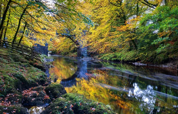 Autumn, leaves, trees, Park, England, moss, arch, river