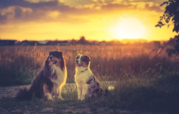 Picture field, sunset, sundown, dogs, australian shepherd, soulmates