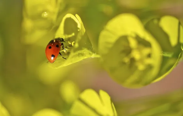 Summer, macro, nature, ladybug