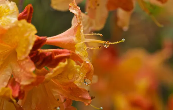 Picture drops, macro, flowers, orange, flowering