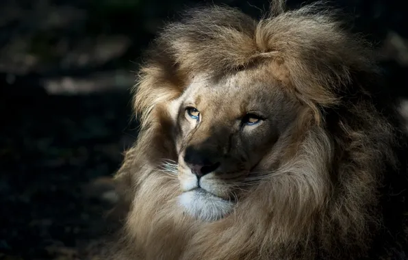Nature, Leo, king
