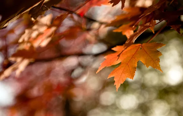 Autumn, leaves, color, orange, time, sheet, glare, tree
