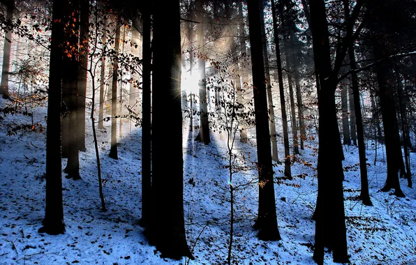 Forest, rays, light, snow, nature, foliage, dervla