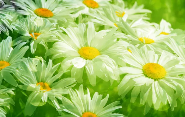 Picture grass, leaves, flowers, freshness, green, chamomile, beauty, spring