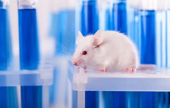 Picture white, animal, mouse, mammal, rodent, research, experimentation