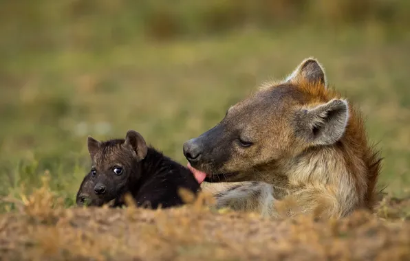 Language, grass, look, face, background, baby, puppy, hyena