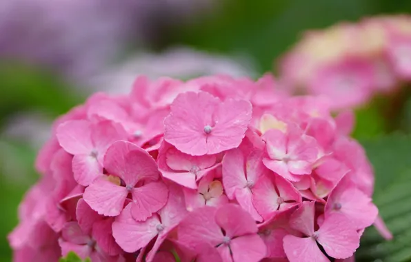 Picture flower, drops, Rosa, pink, hat, hydrangea, inflorescence