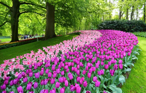 Picture flowers, Park, tulips, Netherlands, Netherlands, Keukenhof, Lisse, Lisse