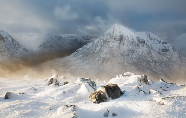 Cold, winter, snow, mountains, dog, lies, Blizzard, Blizzard