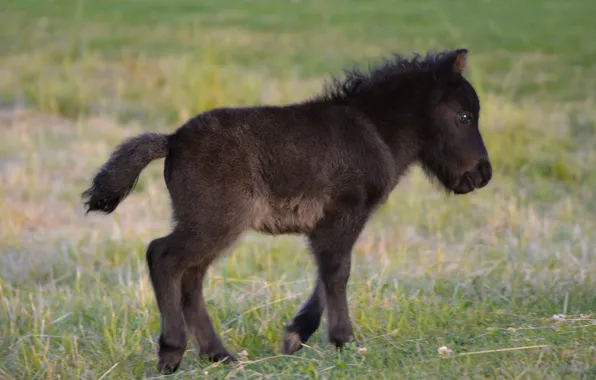 Horse, glade, horse, baby, pony, cub, foal