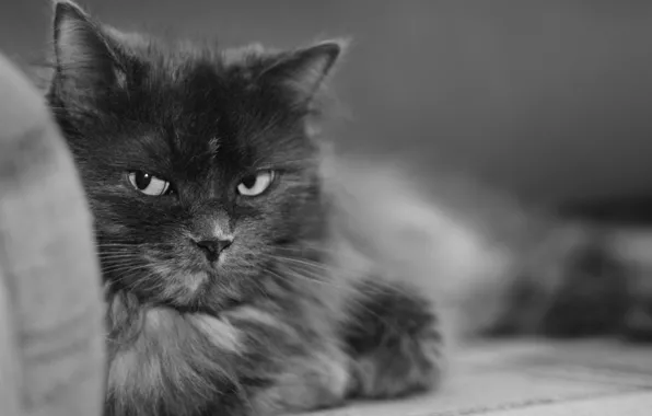Picture black and white, Cat, Murka