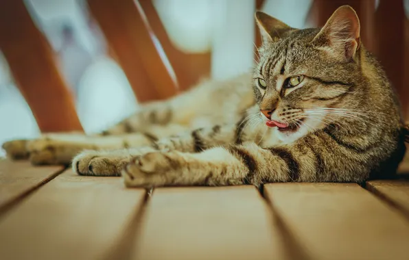 Language, cat, cat, look, pose, grey, Board, paws