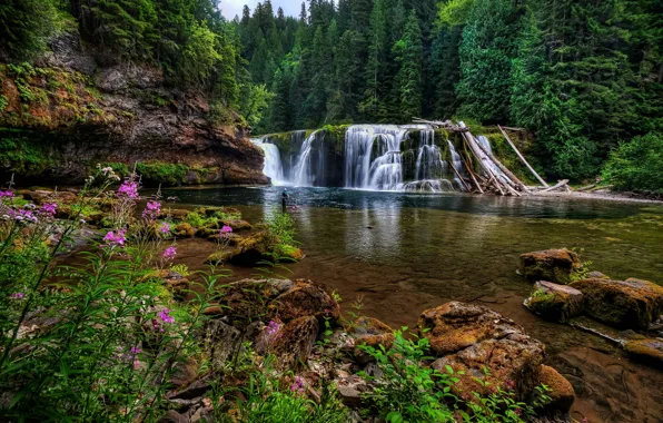 Forest, flowers, stones, waterfall, Washington, Washington, Lower Lewis River Falls, river Lewis