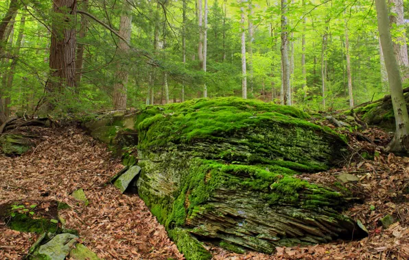 Nature, Trees, Forest, Leaves, Stone, Moss
