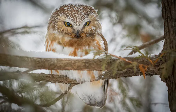 Picture branches, tree, owl, bird, North American boreal owl