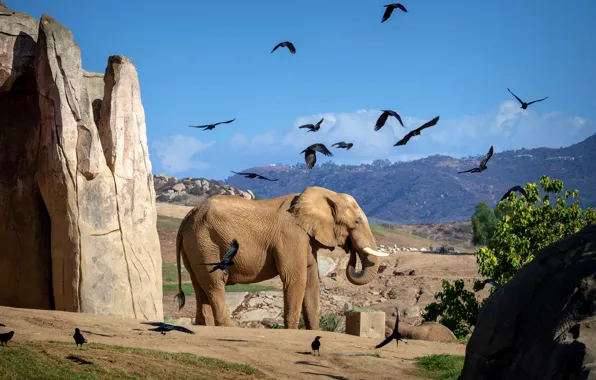 Picture the sky, mountains, nature, blue, stones, rocks, bird, elephant