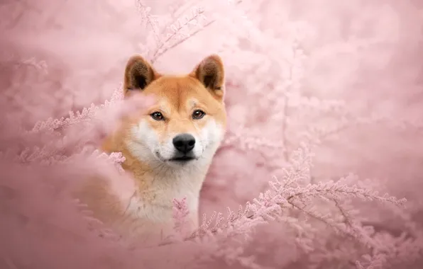 Face, branches, portrait, dog, pink background, the bushes, bokeh, Shiba inu