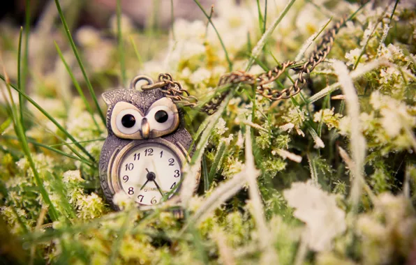 Grass, macro, owl, watch, pendant, green, suspension
