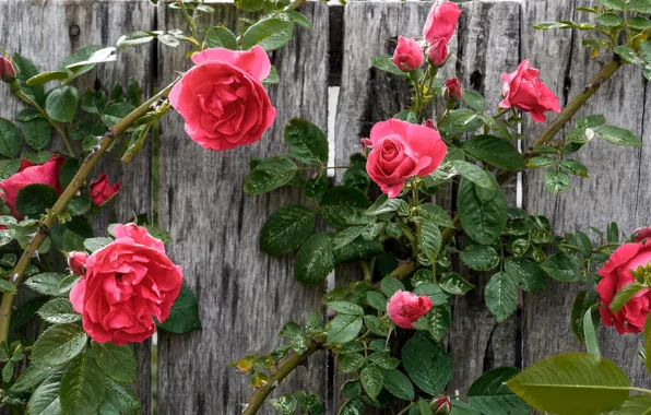 Flowers, red, Board, the fence, roses, buds, climbing rose