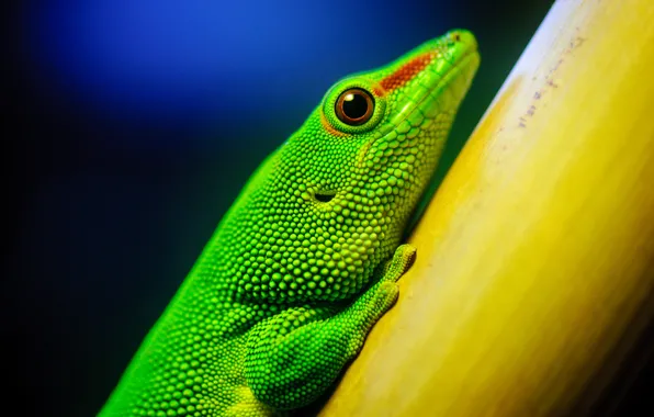 Macro, lizard, green, California Academy of Sciences