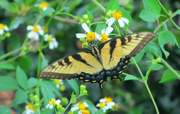 Leaves, microsemi, wings, Butterfly, insect, beautiful, flowers, closeup