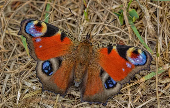 Picture butterfly, peacock, nymphalid