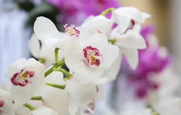 Picture flowers, orchids, flowering, flowers, orchids, flowering