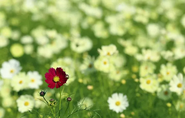Field, summer, flowers
