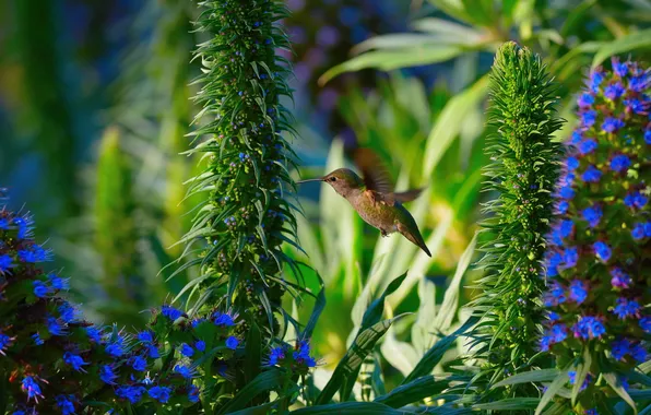 Nature, Hummingbird, Garden