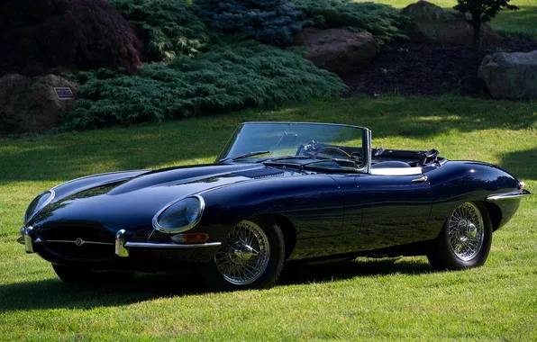 Lawn, Jaguar, Jaguar, E-Type, classic, the bushes, the front, beautiful car