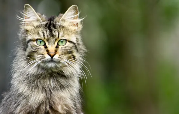 Eyes, cat, grey, background, fluffy