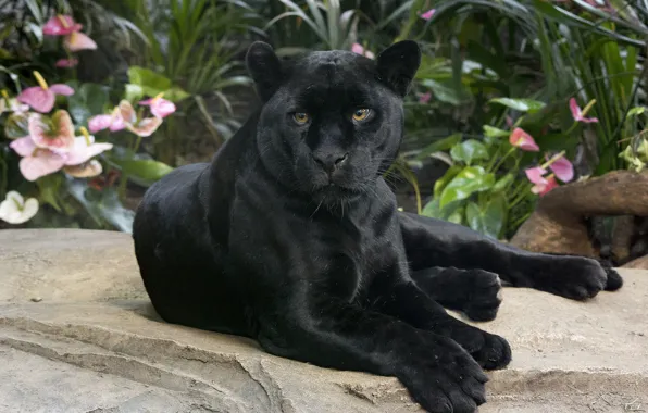 Picture look, Jaguar, wild cat, handsome, black Panther