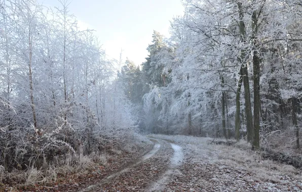 Picture winter, road, forest, nature