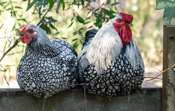 Pair, chickens, Fleur Walton
