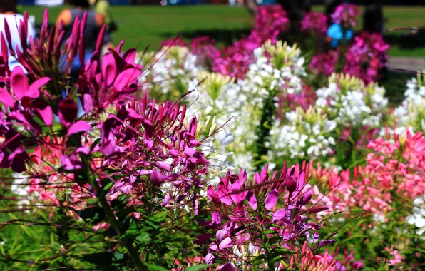 Picture Flowers, Flowers, Purple flowers