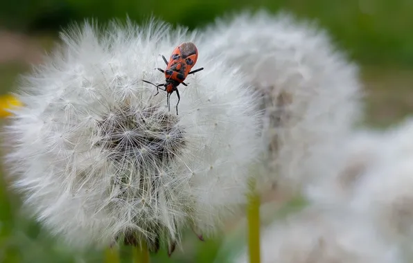 Dandelion, bug, bokeh, Kondrashova Svetlana